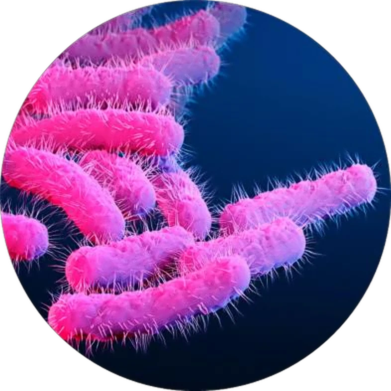 Pink rod-shaped bacteria