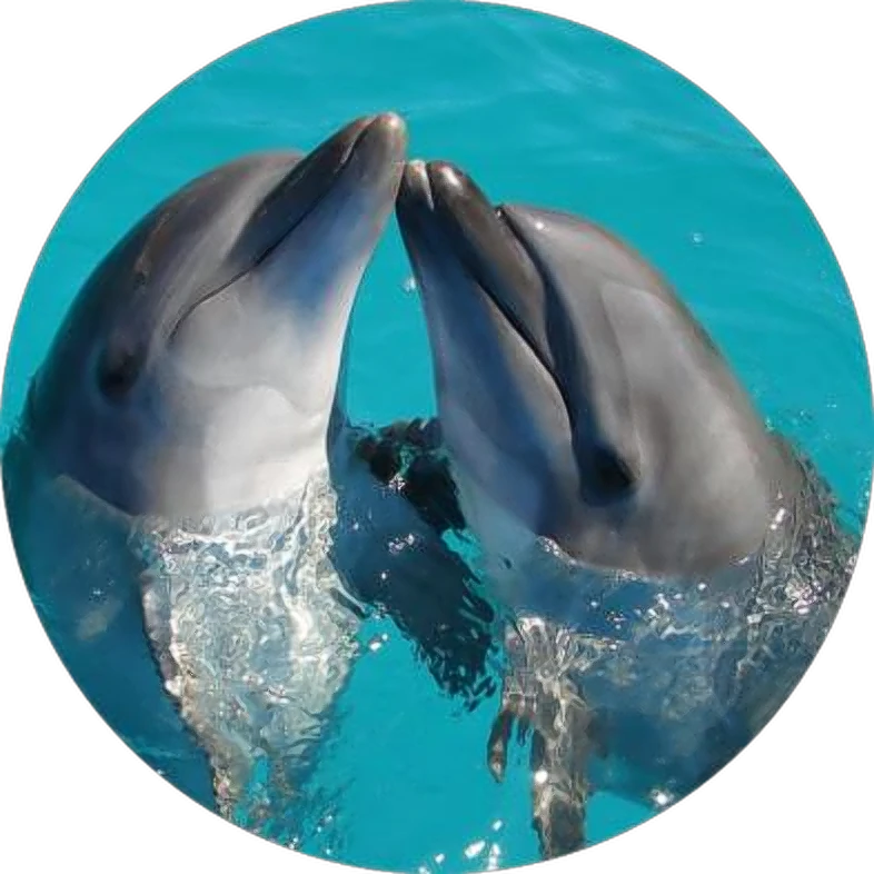 Two dolphins touching noses