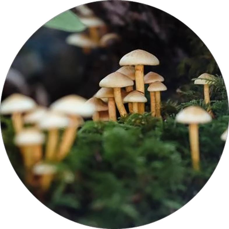 Mushrooms on a mossy forest floor