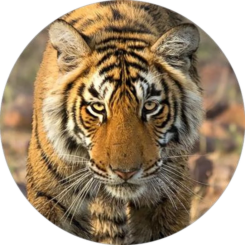 A tiger looking straight ahead
