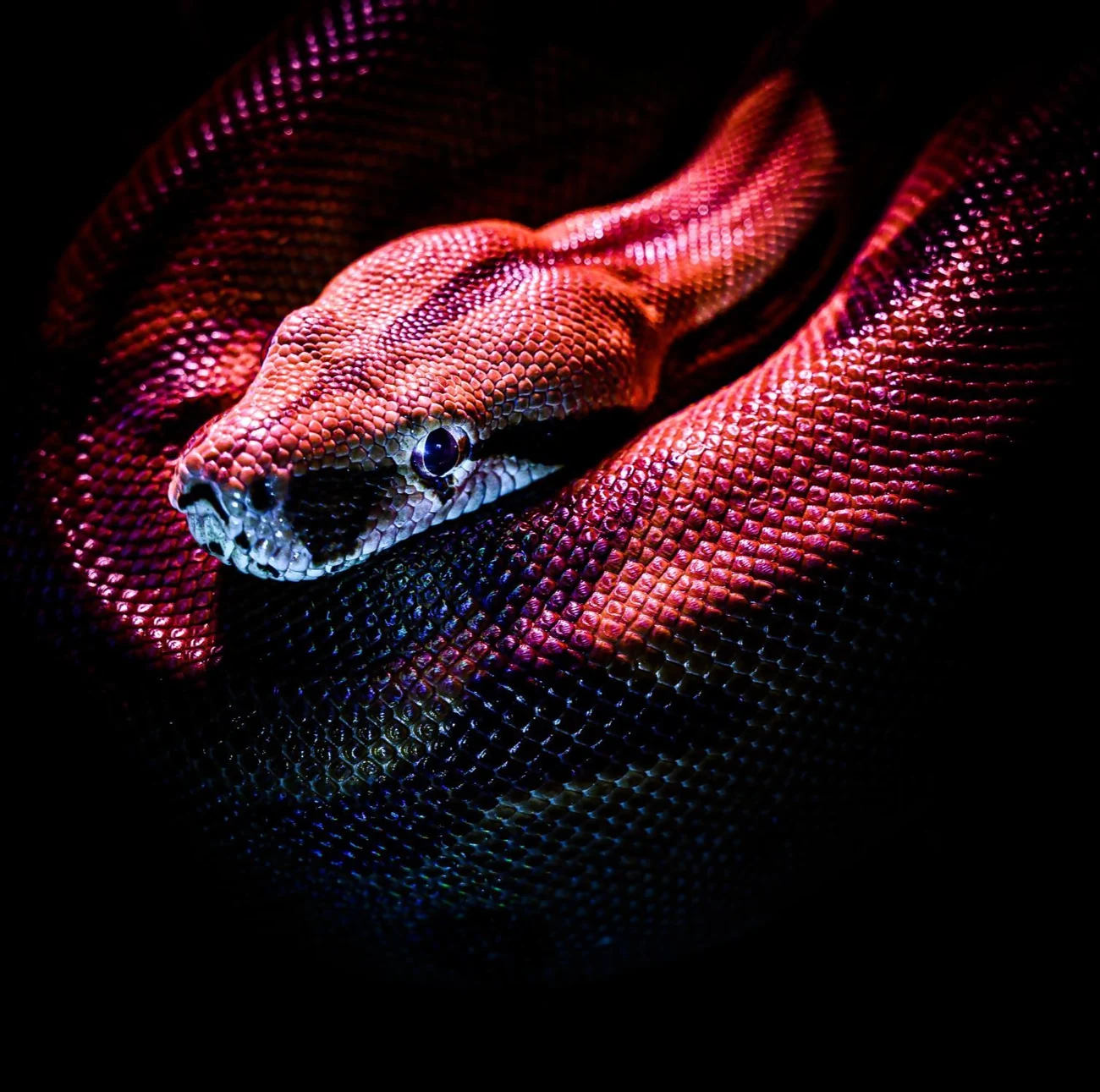 A red snake coiled in the dark